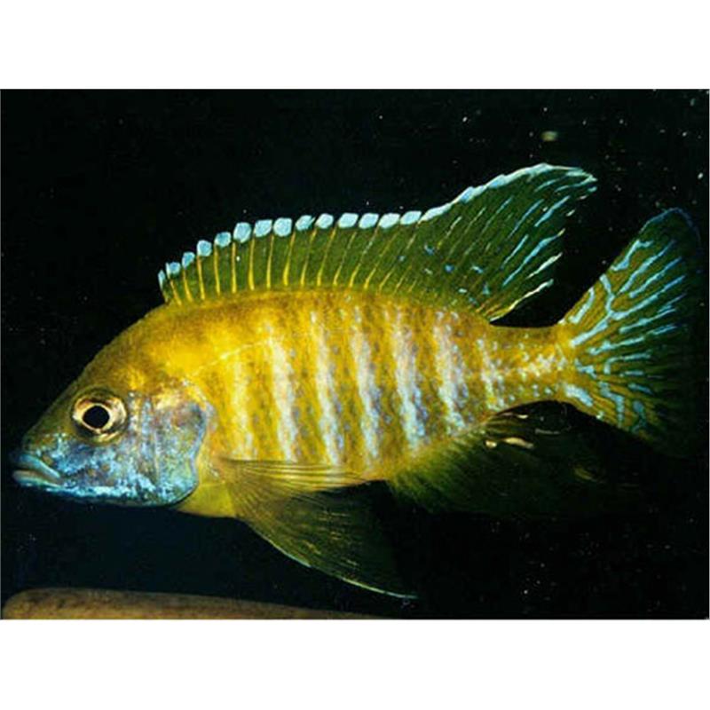 Aulonocara sp. baenchi - imagine 3